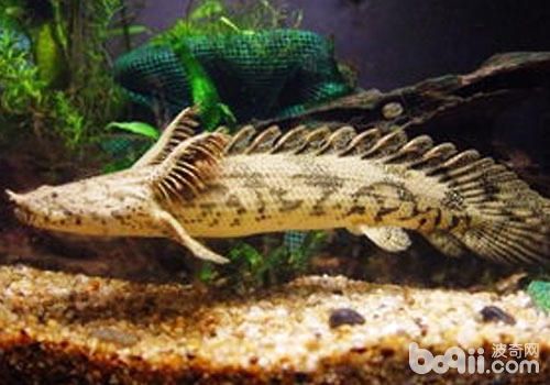 虎斑恐龍魚怎么養殖方法（虎斑恐龍魚的養殖需要注意以下幾個方面虎斑恐龍魚的養殖需要注意）