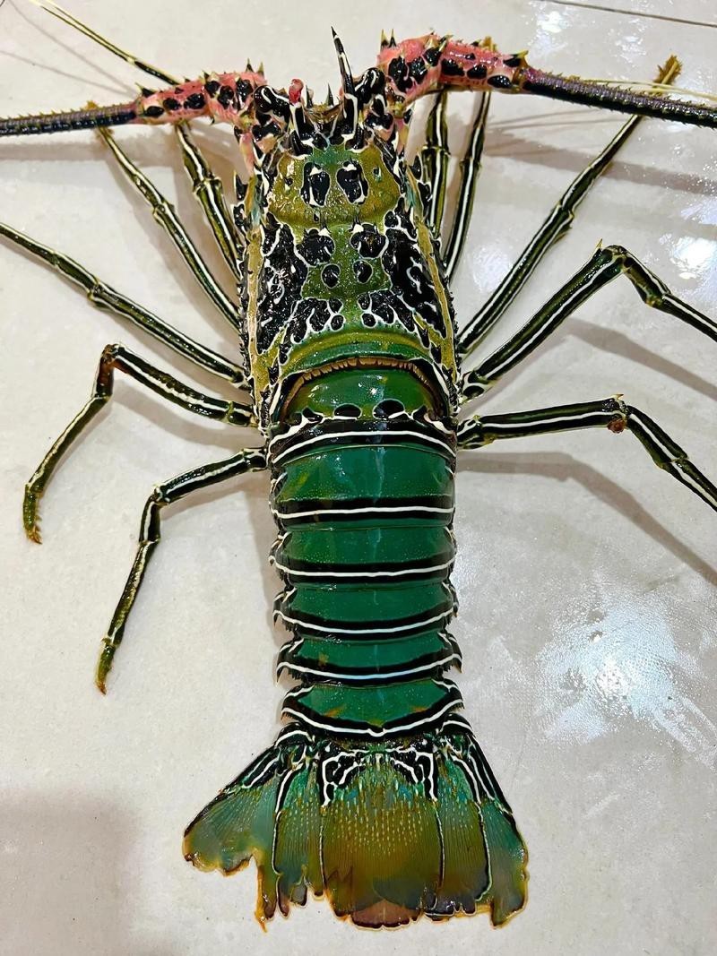 如何找到高清的龍蝦圖片？