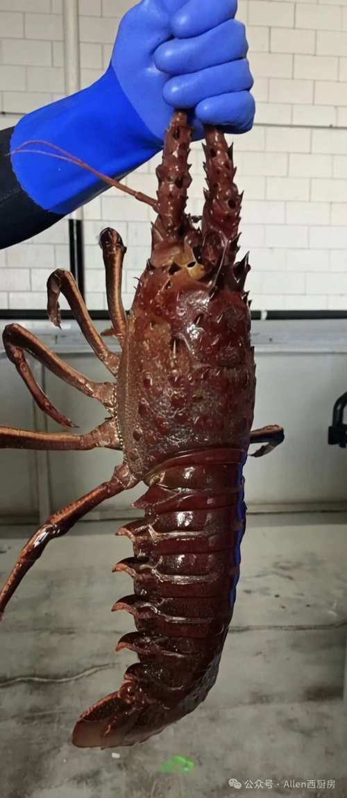 如何找到高清的龍蝦圖片？