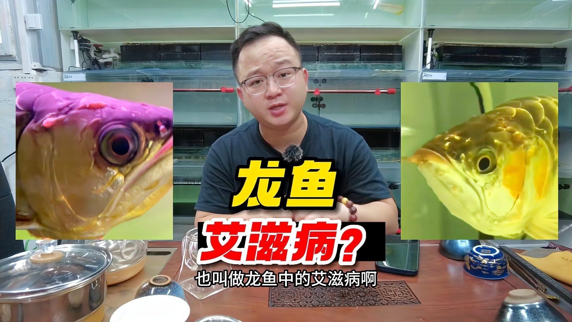 龍魚躺缸底魚鰓不動了怎么回事