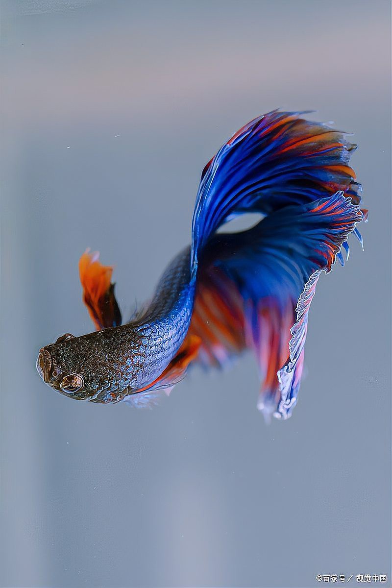 蝴蝶鯉跟龍魚混養如何喂食