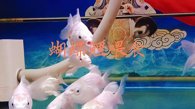 蝴蝶鯉跟龍魚混養如何喂食