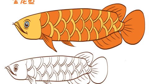 金龍魚的頭簡筆畫：如何繪制金龍魚的頭部,請注意這些步驟可以幫助您 金龍魚的頭簡筆畫：如何繪制金龍魚的頭部,請注意這些步驟可以幫助您 龍魚百科 第2張