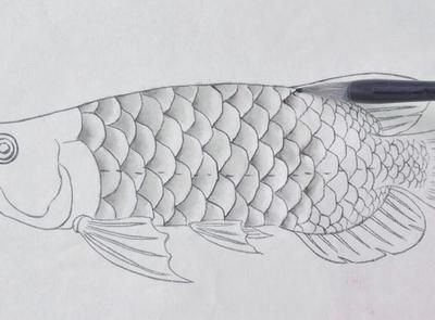 金龍魚的頭簡筆畫：如何繪制金龍魚的頭部,請注意這些步驟可以幫助您 金龍魚的頭簡筆畫：如何繪制金龍魚的頭部,請注意這些步驟可以幫助您 龍魚百科 第3張