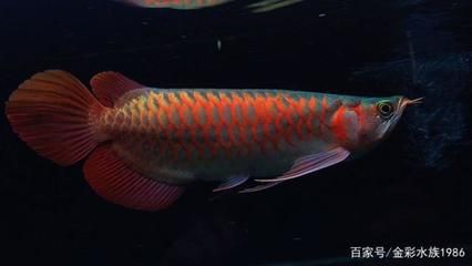 紅龍魚側線發黑是由于多種因素引起的，紅龍魚側線發黑怎么回事：紅龍魚側線發黑可能是由于多種因素引起的，紅龍魚側線發黑怎么回事