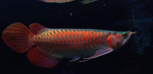 紅龍魚側線發黑是由于多種因素引起的，紅龍魚側線發黑怎么回事：紅龍魚側線發黑可能是由于多種因素引起的，紅龍魚側線發黑怎么回事