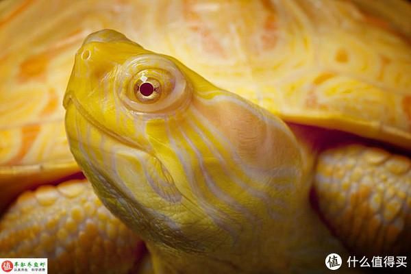 龍魚掉眼會越來越嚴(yán)重嗎視頻播放：龍魚掉眼會越來越嚴(yán)重嗎？深度解析與預(yù)防措施