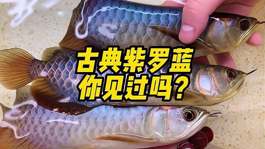 金龍魚底色
