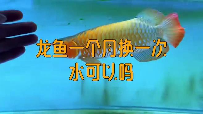 古典過背金龍魚多久換一次水？
