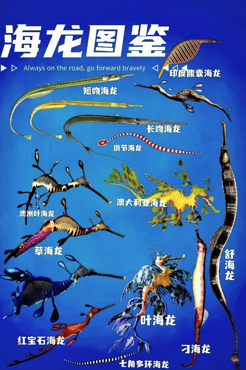 海龍魚(yú)是海魚(yú)嗎 海龍魚(yú)是海魚(yú)嗎 龍魚(yú)百科 第3張