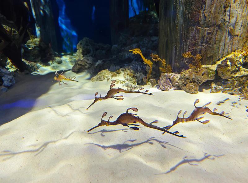 海龍魚(yú)是海魚(yú)嗎 海龍魚(yú)是海魚(yú)嗎 龍魚(yú)百科 第6張