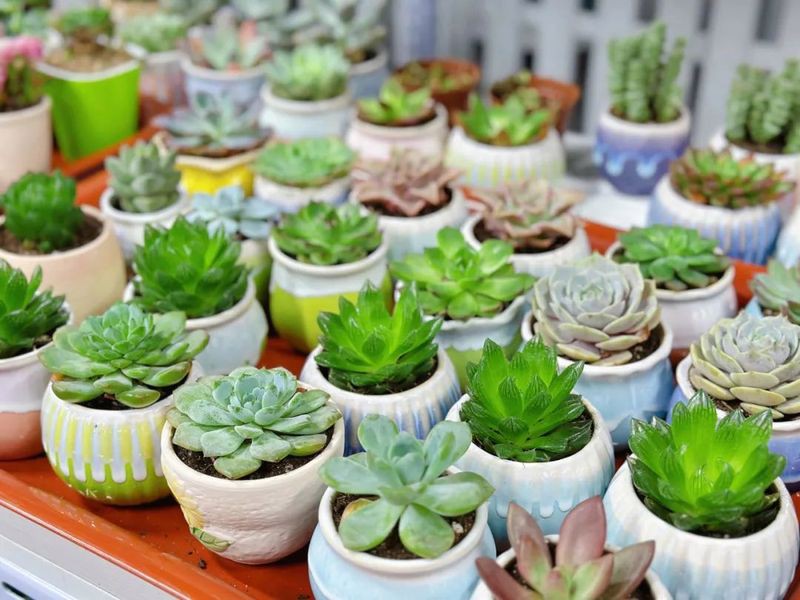 北京和興龍魚地址