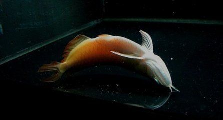 龍魚水溫過低的挽救：龍魚水溫過低怎么辦？