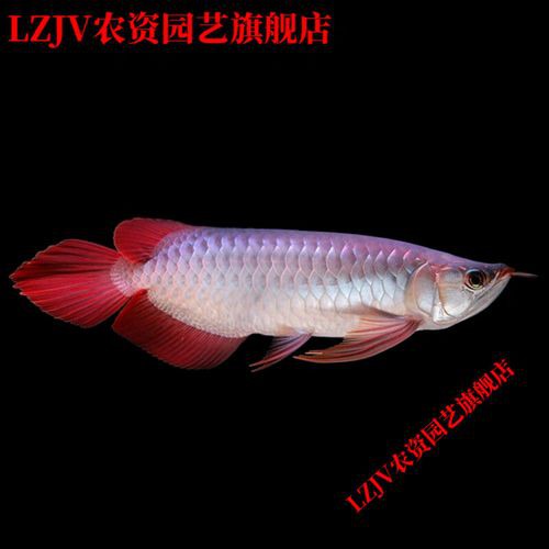 紅龍魚的最好品種視頻圖片欣賞 紅龍魚的最好品種視頻圖片欣賞 龍魚百科 第10張