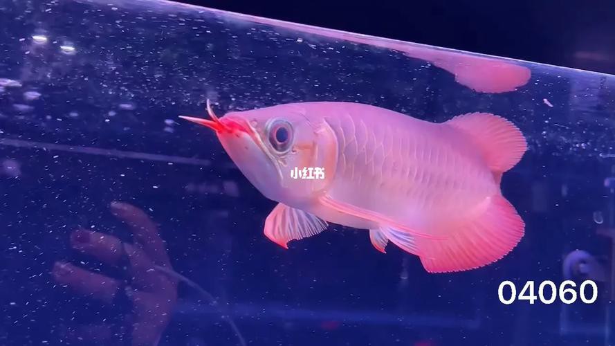 紅龍魚的最好品種視頻圖片欣賞 紅龍魚的最好品種視頻圖片欣賞 龍魚百科 第9張