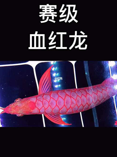 紅龍魚的最好品種視頻圖片欣賞 紅龍魚的最好品種視頻圖片欣賞 龍魚百科 第14張