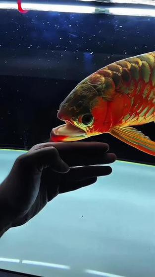 紅龍魚的最好品種視頻圖片欣賞 紅龍魚的最好品種視頻圖片欣賞 龍魚百科 第7張