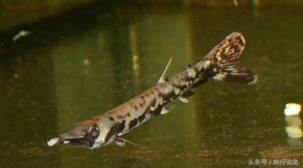 龍魚咬手：如何正確飼養(yǎng)龍魚，龍魚咬傷急救步驟