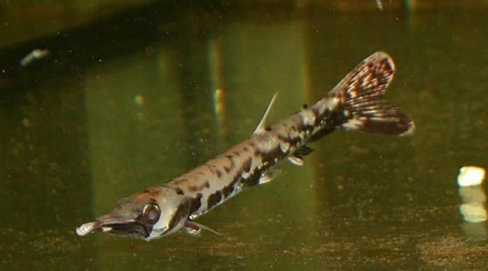 龍魚咬手：如何正確飼養(yǎng)龍魚，龍魚咬傷急救步驟