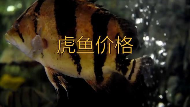 老虎魚苗價格