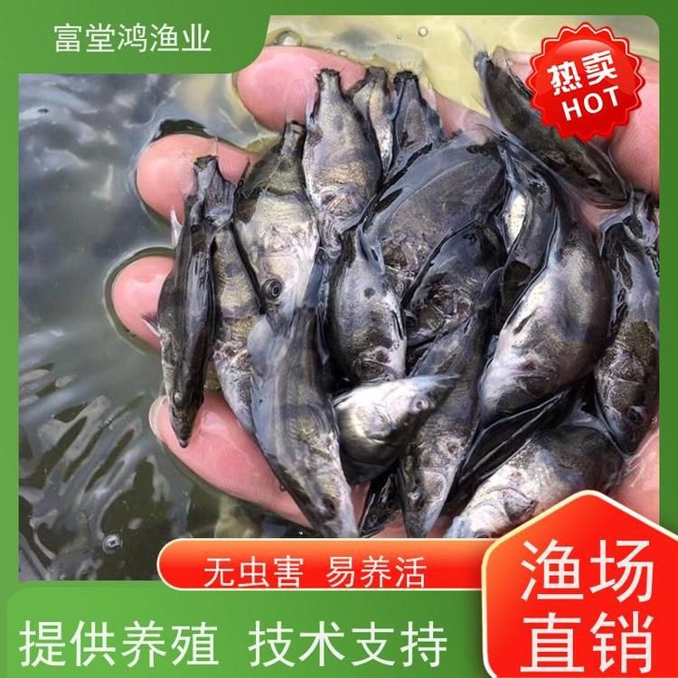 老虎魚苗價格