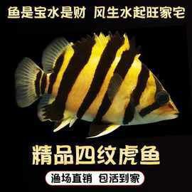 老虎魚苗價格