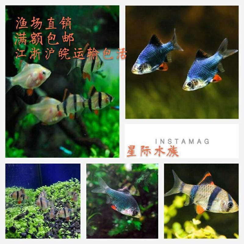 老虎魚苗價格