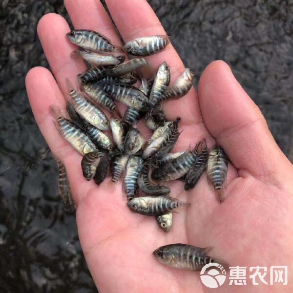 老虎魚苗價格