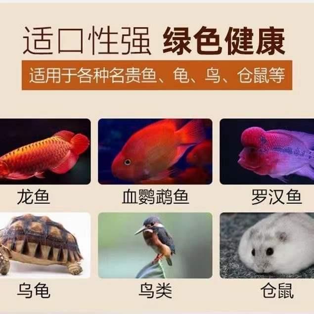 龍魚能不能吃面包蟲：龍魚可以吃面包蟲嗎
