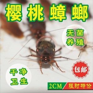 龍魚能不能吃面包蟲：龍魚可以吃面包蟲嗎