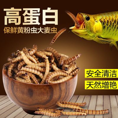 龍魚能不能吃面包蟲：龍魚可以吃面包蟲嗎
