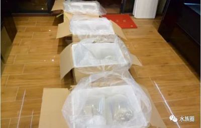 龍魚泡袋多長(zhǎng)時(shí)間換一次水：龍魚泡袋多久換一次水