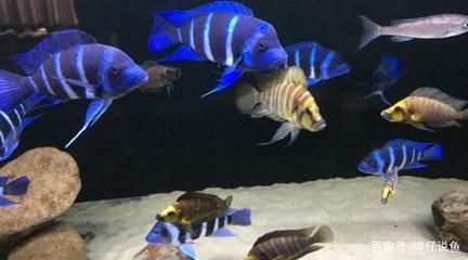 龍魚混養薩伊藍：探討龍魚混養薩伊藍的可能性之前需要了解這兩種魚類的基本特性