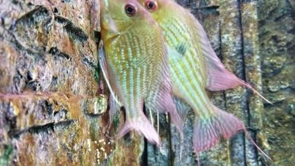 龍魚和關刀可以混養：龍魚和關刀可以混養嗎