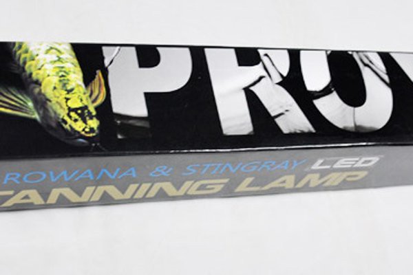 金龍魚燈光開多長時間合適