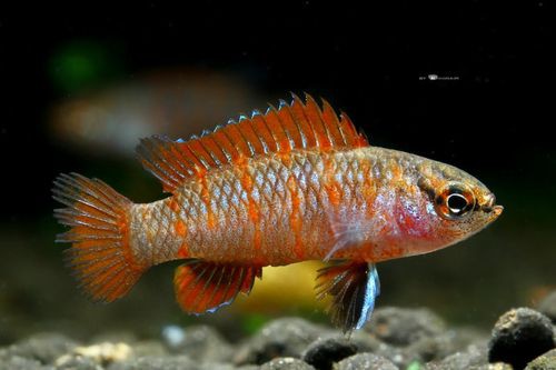 紅點變色龍魚圖片
