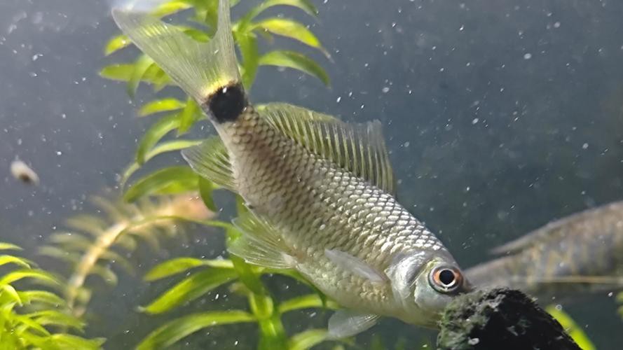 紅點變色龍魚圖片