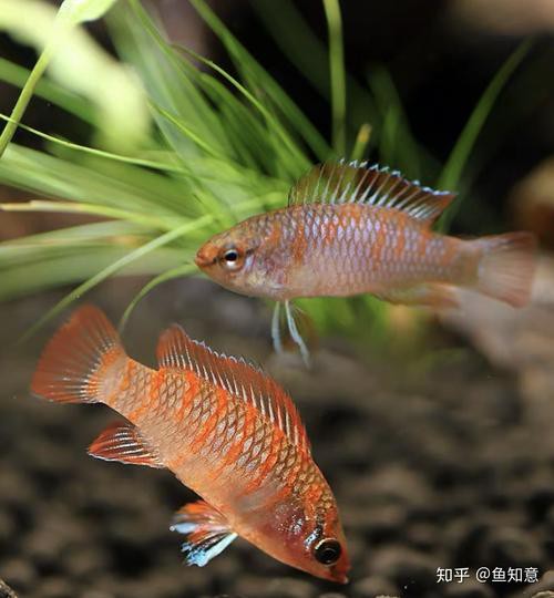 紅點變色龍魚圖片