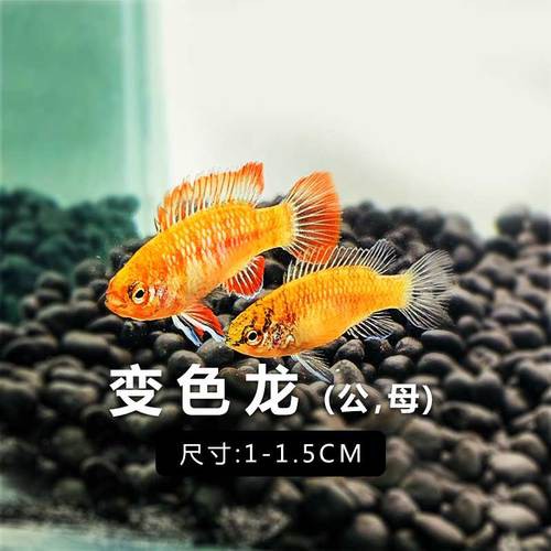 紅點變色龍魚圖片