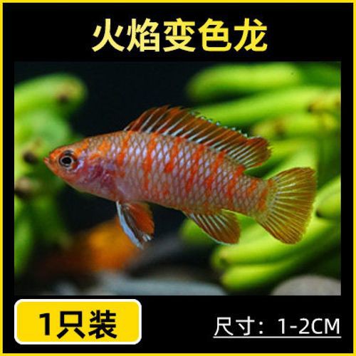 紅點變色龍魚圖片