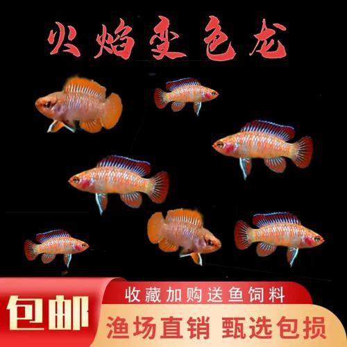 紅點變色龍魚圖片