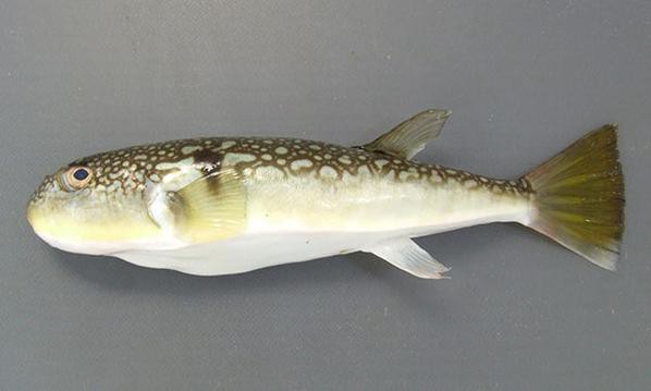 紅點變色龍魚圖片