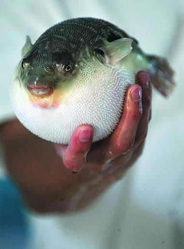 紅點變色龍魚圖片