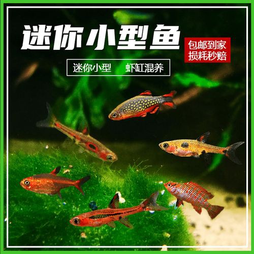 紅點變色龍魚圖片