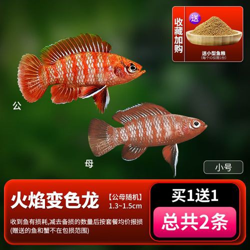 紅點變色龍魚圖片