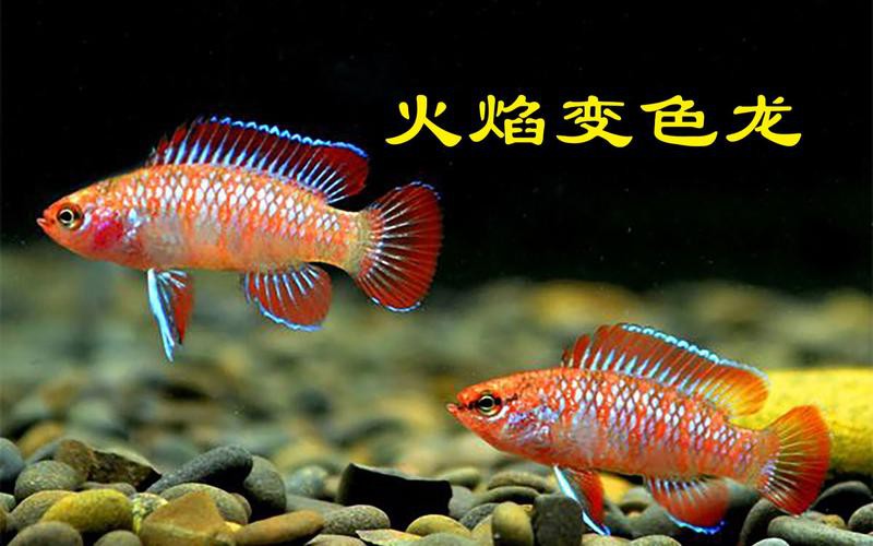 紅點變色龍魚圖片