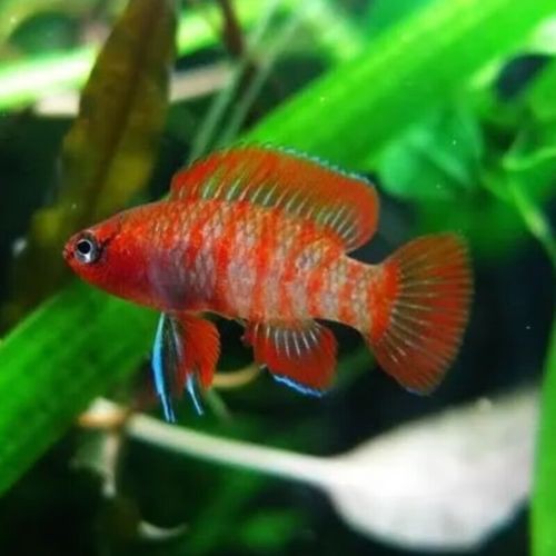 紅點變色龍魚圖片