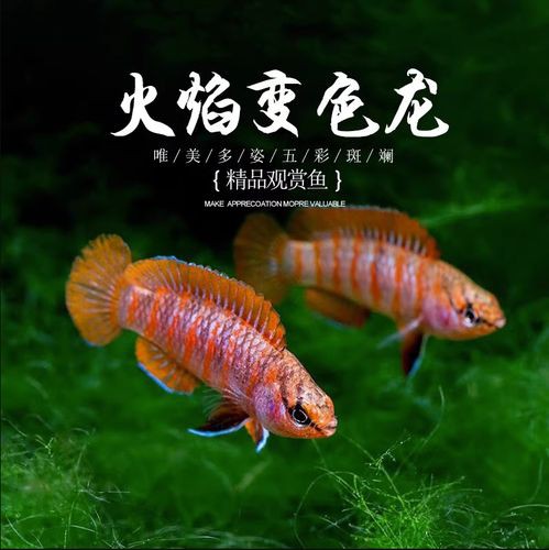 紅點變色龍魚圖片