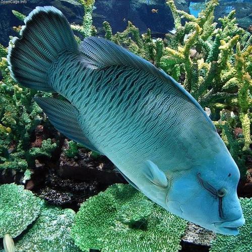 紅點變色龍魚圖片