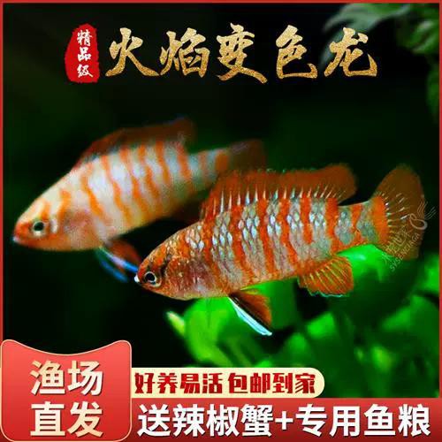 紅點變色龍魚圖片